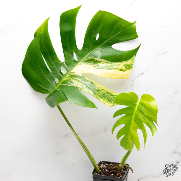Monstera deliciosa aurea variegated (small form/borsigiana) (wk45-B)