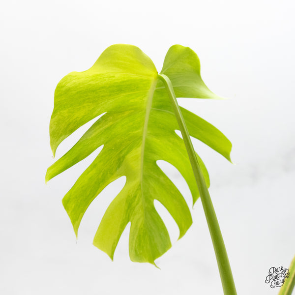 Monstera deliciosa aurea variegated (small form/borsigiana) (wk45-B)