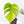 Monstera Deliciosa Aurea Variegated (Small Form/Borsigiana) (wk21-A)