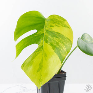 Monstera Deliciosa Aurea Variegated (Small Form/Borsigiana) (wk21-A)