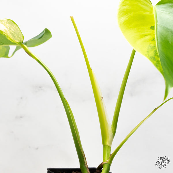 Monstera Deliciosa Aurea Variegated (small form/borsigiana) (wk47-A)