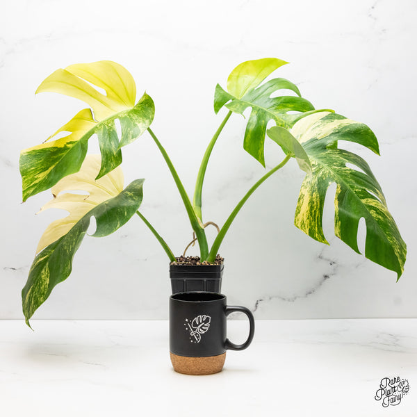 Monstera Deliciosa Aurea Variegated (Small Form/Borsigiana) (wk51-C)