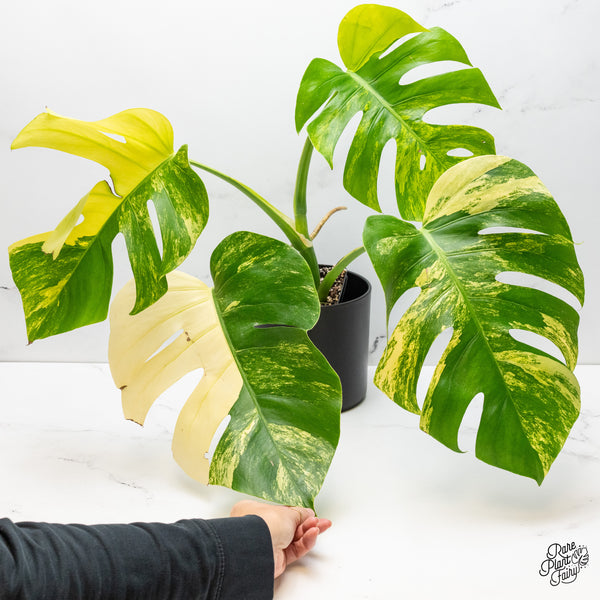 Monstera Deliciosa Aurea Variegated (Small Form/Borsigiana) (wk51-C)