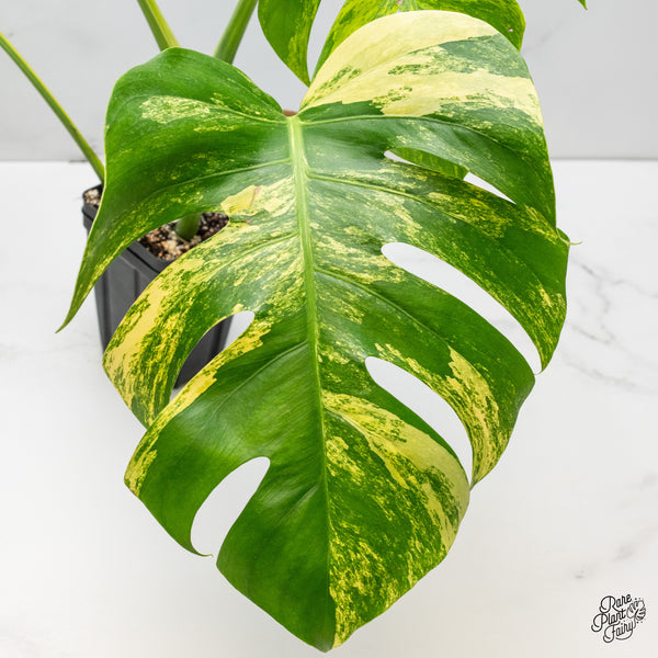 Monstera Deliciosa Aurea Variegated (Small Form/Borsigiana) (wk51-C)