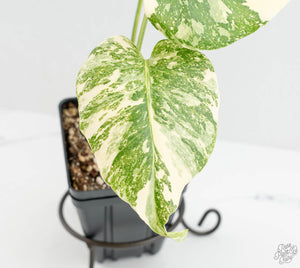 Monstera Deliciosa 'Creme Brûlée' (wk13-D)