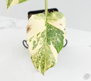 Monstera Deliciosa 'Creme Brûlée' (wk13-D)