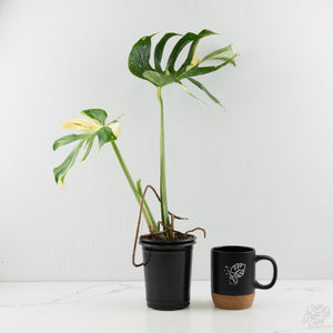 Monstera Deliciosa 'Medusa' (wk8-UA)