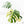 Monstera Deliciosa Mint Variegated NOID (Intermediate Form) (wk26-UM)