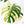 Monstera Deliciosa Mint Variegated NOID (Intermediate Form) (wk26-UM)