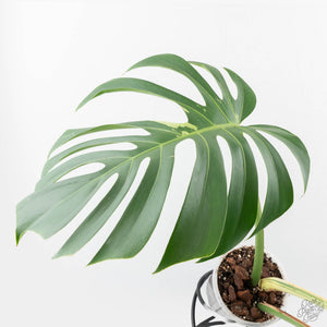 Monstera Deliciosa Mint Variegated NOID (Intermediate Form) (wk26-UM)