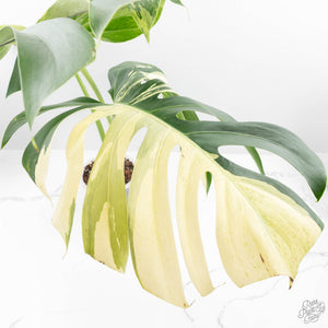 Monstera Deliciosa Mint Variegated NOID (Intermediate Form) (wk26-UM)