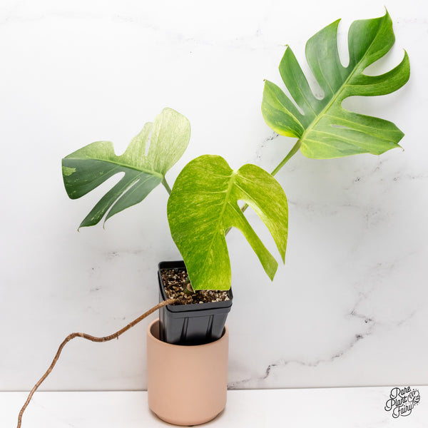 Monstera Deliciosa Mint Variegated NOID (Intermediate Form) (wk37-I)