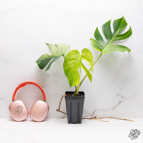 Monstera Deliciosa Mint Variegated NOID (Intermediate Form) (wk37-I)