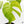 Monstera Deliciosa Mint Variegated NOID (Intermediate Form) (wk37-I)