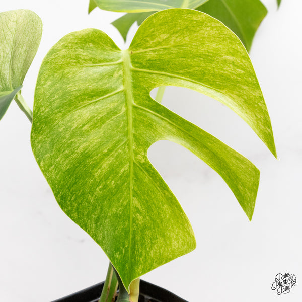 Monstera Deliciosa Mint Variegated NOID (Intermediate Form) (wk37-I)