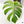 Monstera Deliciosa Mint Variegated NOID (Intermediate Form) (wk37-I)
