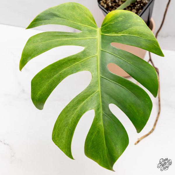Monstera Deliciosa Mint Variegated NOID (Intermediate Form) (wk37-I)