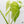 Monstera Deliciosa Mint Variegated NOID (Intermediate Form) (wk37-I)