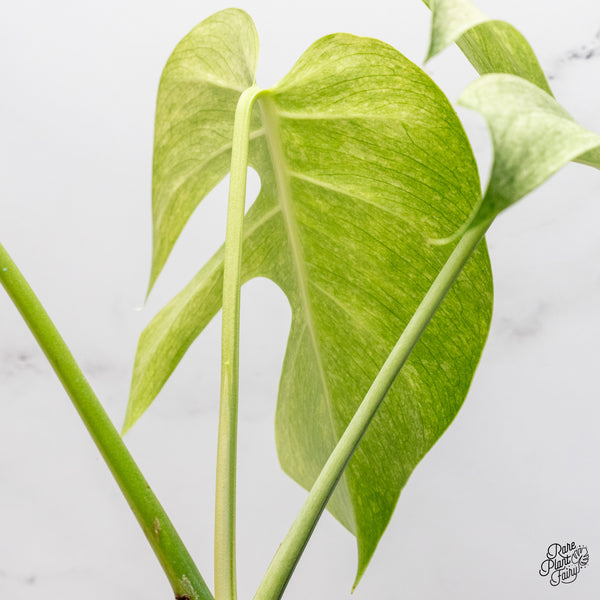 Monstera Deliciosa Mint Variegated NOID (Intermediate Form) (wk37-I)