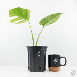 Monstera Deliciosa Mint Variegated NOID (Intermediate Form) (wk19-G)