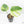 Monstera Deliciosa Mint Variegated NOID (Intermediate Form) (wk19-G)