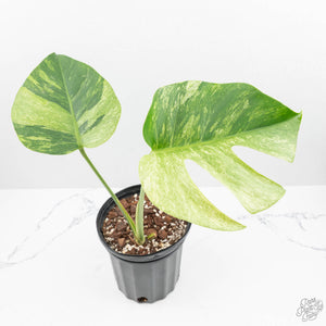 Monstera Deliciosa Mint Variegated NOID (Intermediate Form) (wk19-G)