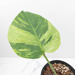 Monstera Deliciosa Mint Variegated NOID (Intermediate Form) (wk19-G)