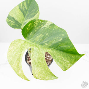 Monstera Deliciosa Mint Variegated NOID (Intermediate Form) (wk19-G)