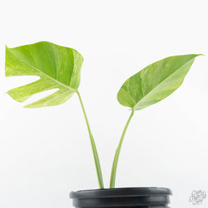 Monstera Deliciosa Mint Variegated NOID (Intermediate Form) (wk19-G)