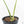 Monstera Deliciosa Mint Variegated NOID (Intermediate Form) (wk19-G)