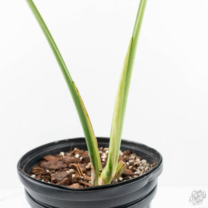 Monstera Deliciosa Mint Variegated NOID (Intermediate Form) (wk19-G)