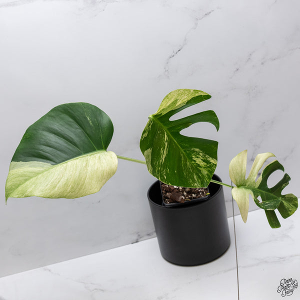 Monstera Deliciosa Mint Variegated NOID (Intermediate Form) (wk32-F)