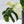 Monstera Deliciosa Mint Variegated NOID (Intermediate Form) (wk32-F)