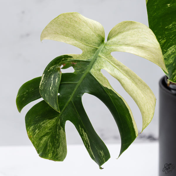 Monstera Deliciosa Mint Variegated NOID (Intermediate Form) (wk32-F)