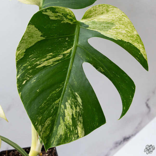 Monstera Deliciosa Mint Variegated NOID (Intermediate Form) (wk32-F)