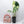 Monstera Deliciosa Mint Variegated NOID (Intermediate Form) (wk32-F)