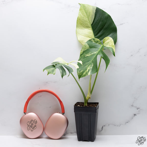 Monstera Deliciosa Mint Variegated NOID (Intermediate Form) (wk32-F)