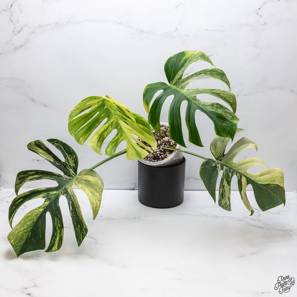 Monstera Deliciosa Mint Variegated NOID (Intermediate Form) (wk32-G)