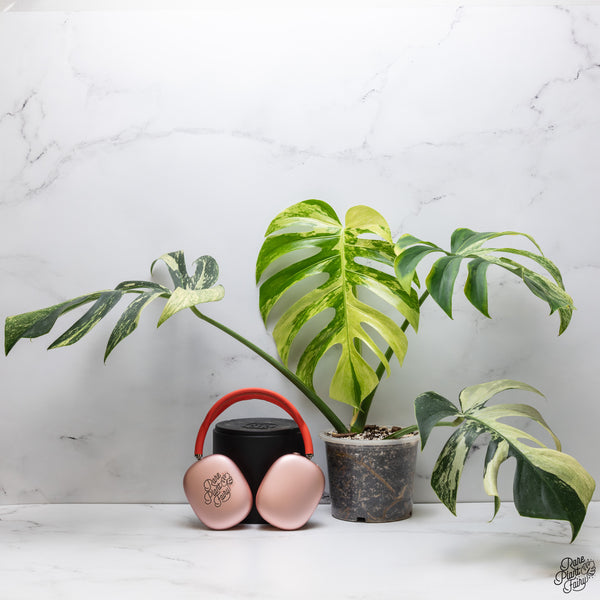 Monstera Deliciosa Mint Variegated NOID (Intermediate Form) (wk32-G)