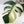 Monstera Deliciosa Mint Variegated NOID (Intermediate Form) (wk32-G)