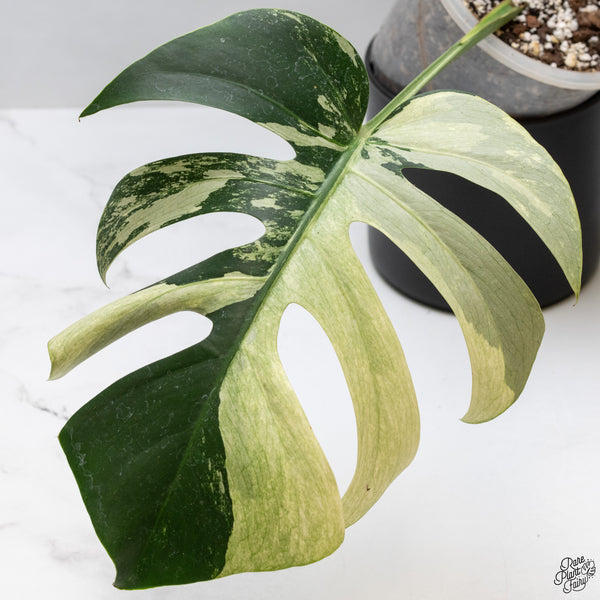 Monstera Deliciosa Mint Variegated NOID (Intermediate Form) (wk32-G)