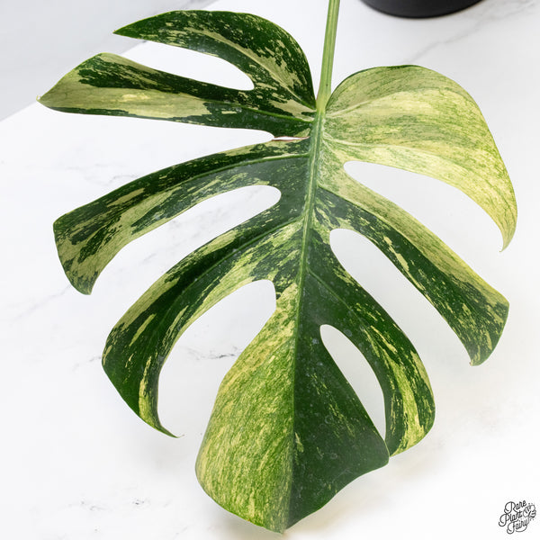 Monstera Deliciosa Mint Variegated NOID (Intermediate Form) (wk32-G)