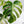 Monstera Deliciosa Mint Variegated NOID (Intermediate Form) (wk32-G)