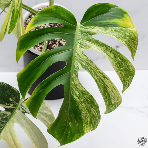 Monstera Deliciosa Mint Variegated NOID (Intermediate Form) (wk32-G)