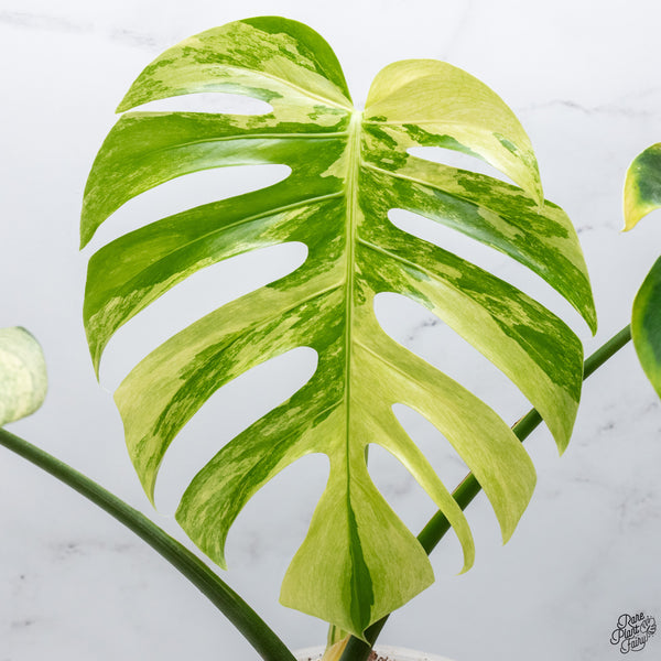 Monstera Deliciosa Mint Variegated NOID (Intermediate Form) (wk32-G)