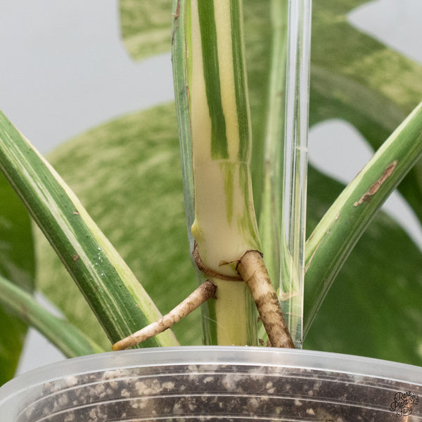 Monstera Deliciosa Mint Variegated NOID (Intermediate Form) (wk33-J)