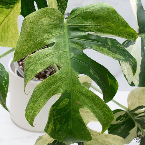 Monstera Deliciosa Mint Variegated NOID (Intermediate Form) (wk33-J)