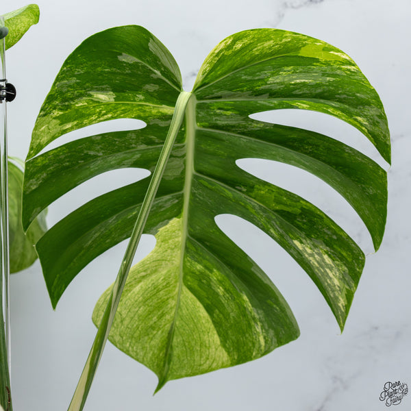 Monstera Deliciosa Mint Variegated NOID (Intermediate Form) (wk33-J)