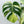 Monstera Deliciosa Mint Variegated NOID (Intermediate Form) (wk33-J)