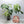 Monstera Deliciosa Mint Variegated NOID (Intermediate Form) (wk34-L)